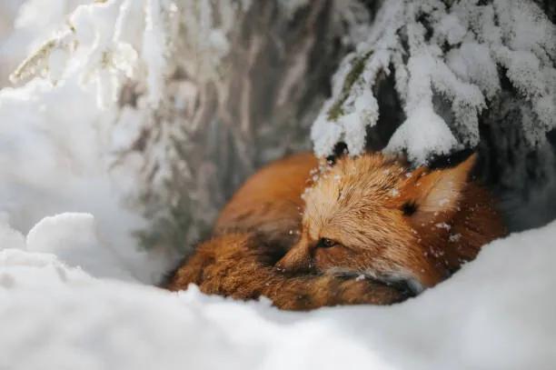 Foto Close-up of squirrel on snow covered, Grzegorz Bukalski / 500px, (40 x 26.7 cm)