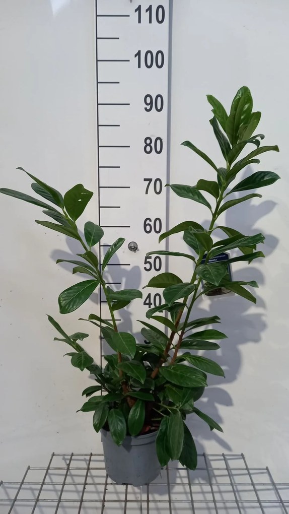 Prunus laurocerasus 'Novita' - pot - 40-60 cm