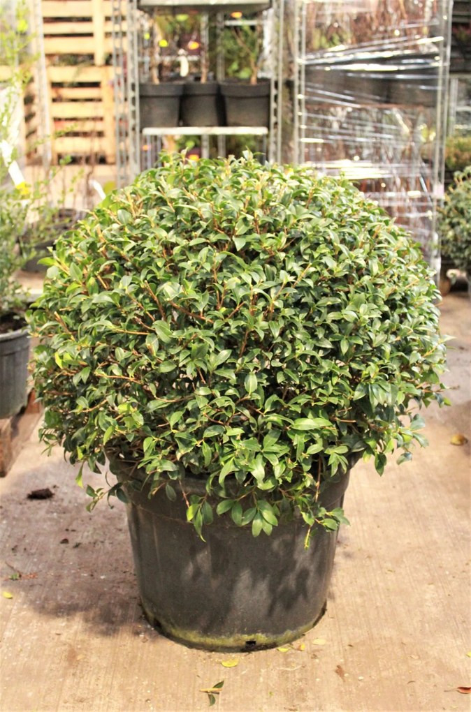 Osmanthus x burkwoodii - pot - bolvorm diameter 70+ cm