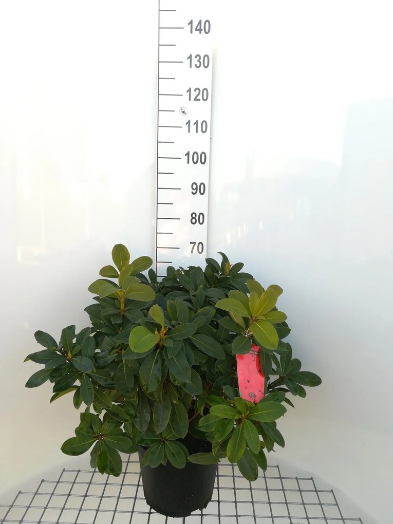 Rhododendron 'Red Jack' - pot 10L - 60-80 cm