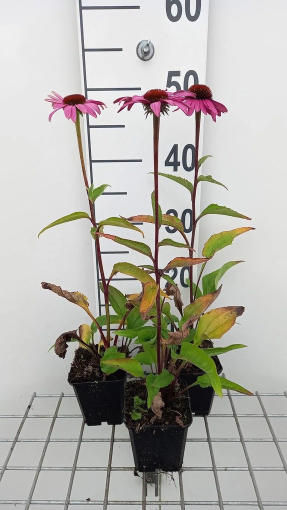 Echinacea purpurea 'Magnus Superior' - pot 9x9 cm -