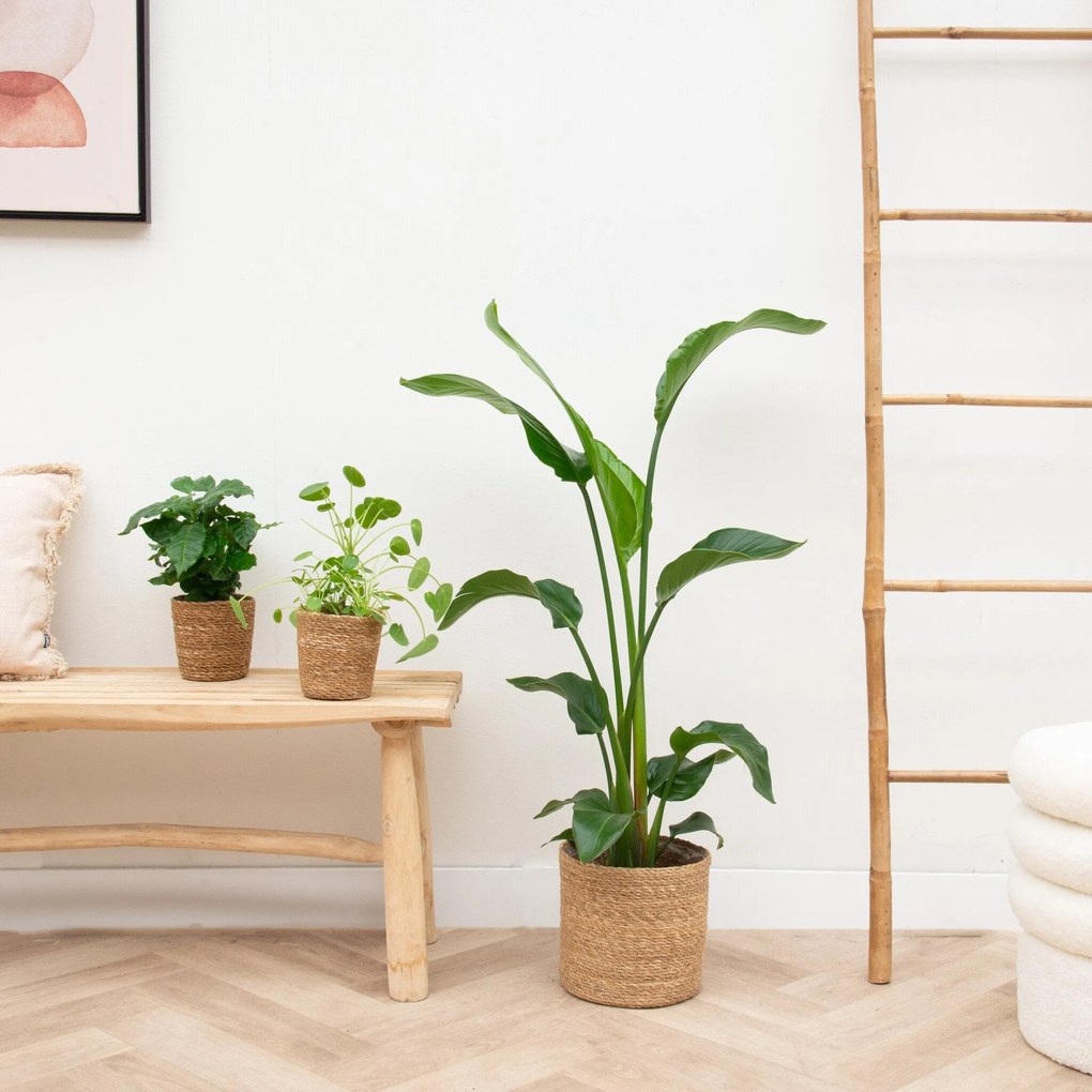 Appartement klein plantenpakket inclusief manden