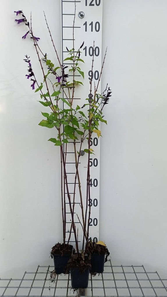 Salvia 'Amistad' - pot 9x9 cm -