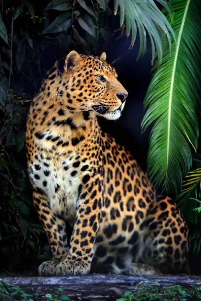 Foto Close young leopard portrait in jungle, Byrdyak