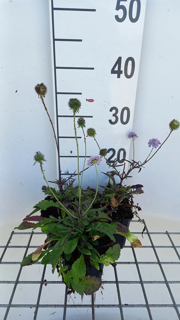 Scabiosa columbaria 'Nana' - pot 9x9 cm