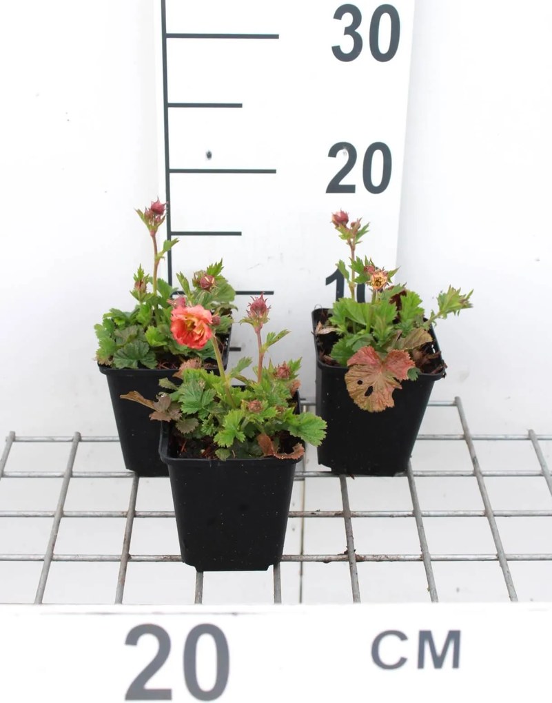 Geum 'Mai Tai' - pot 9x9 cm -