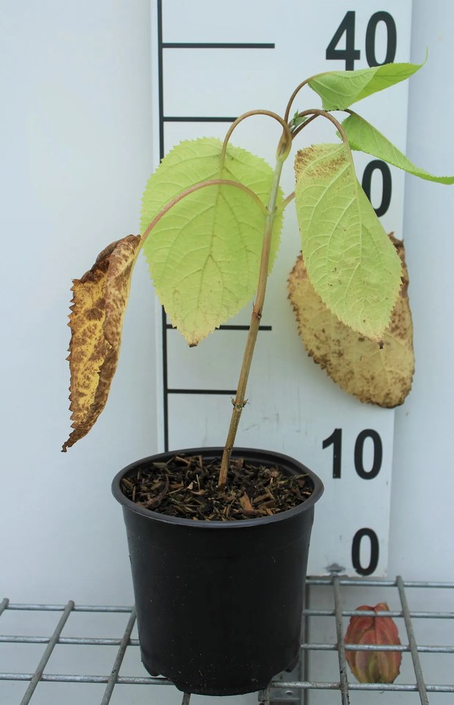 Hydrangea arborescens 'Annabelle' - pot 1,5L - 20-30 cm -