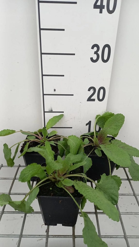 Salvia nemorosa 'Serenade' - pot 9x9 cm