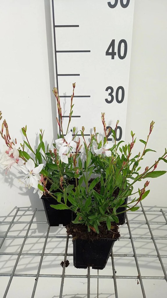 Gaura lindheimeri 'White Dove' - pot 9x9 cm -