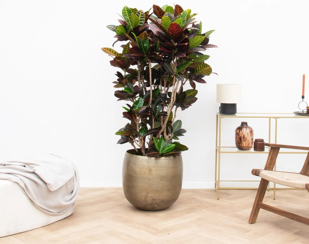 Codiaeum Petra - 170cm