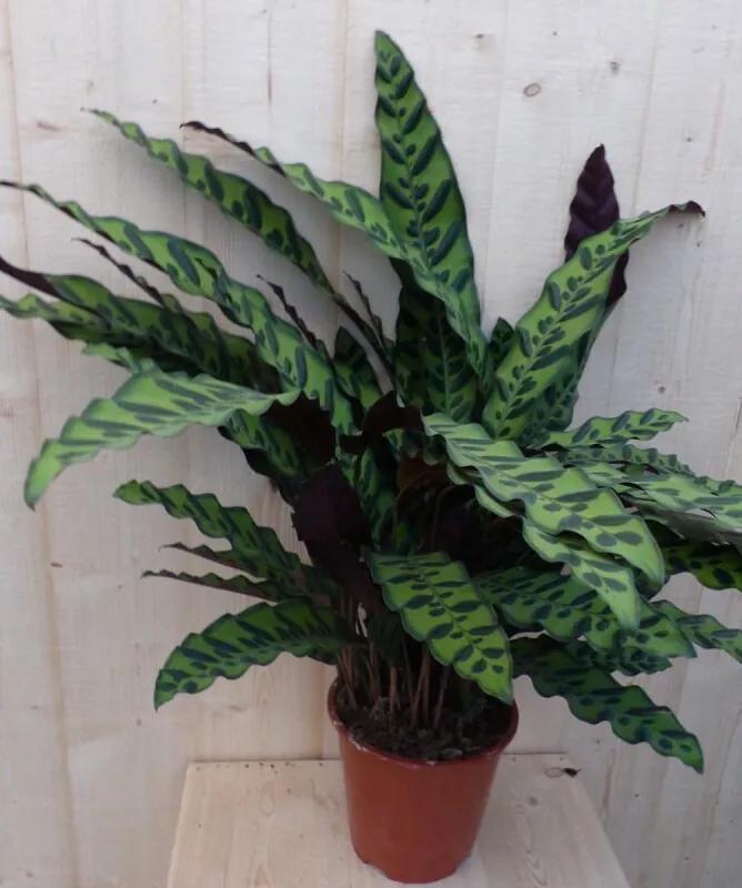 Calathea Insigne Pauwenplant Stippen 60cm