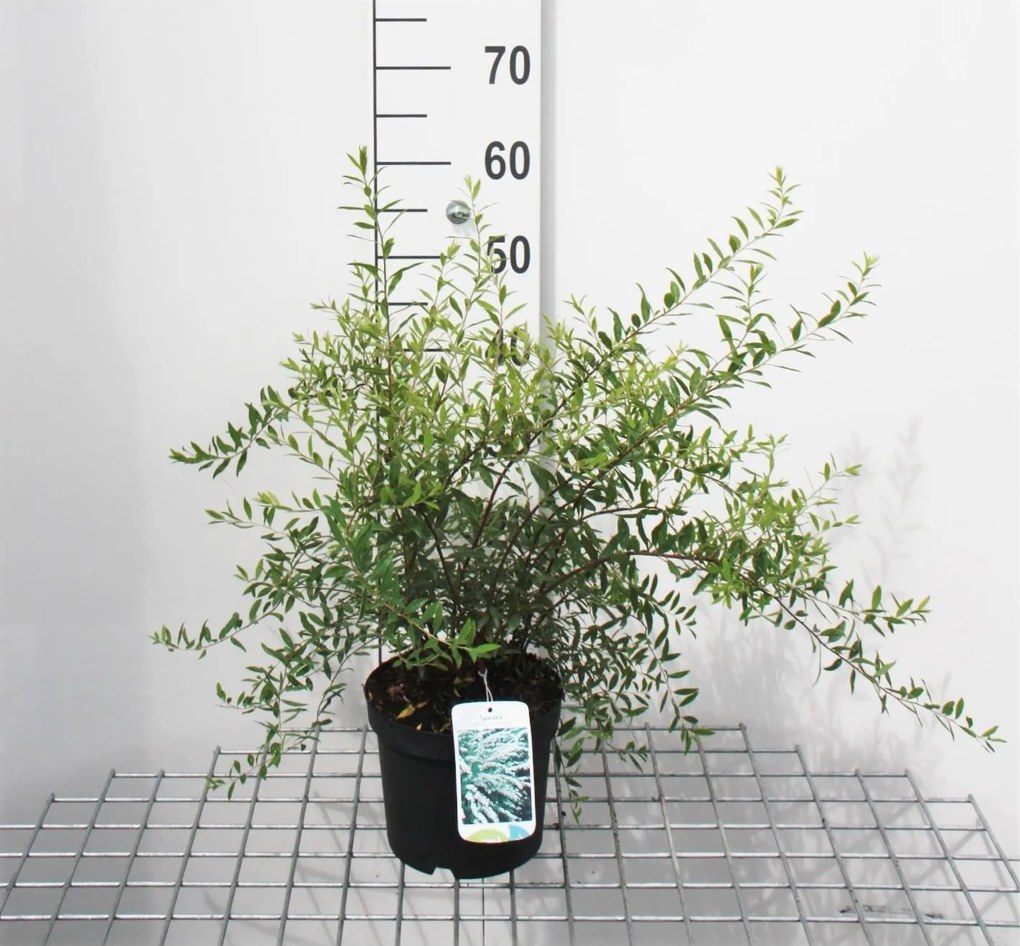 Spiraea x cinerea 'Grefsheim' - pot 3L - 40-60 cm