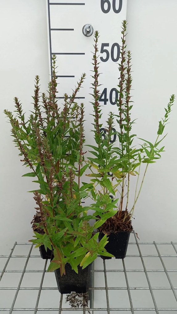 Lythrum salicaria 'Robin' - pot 9x9 cm