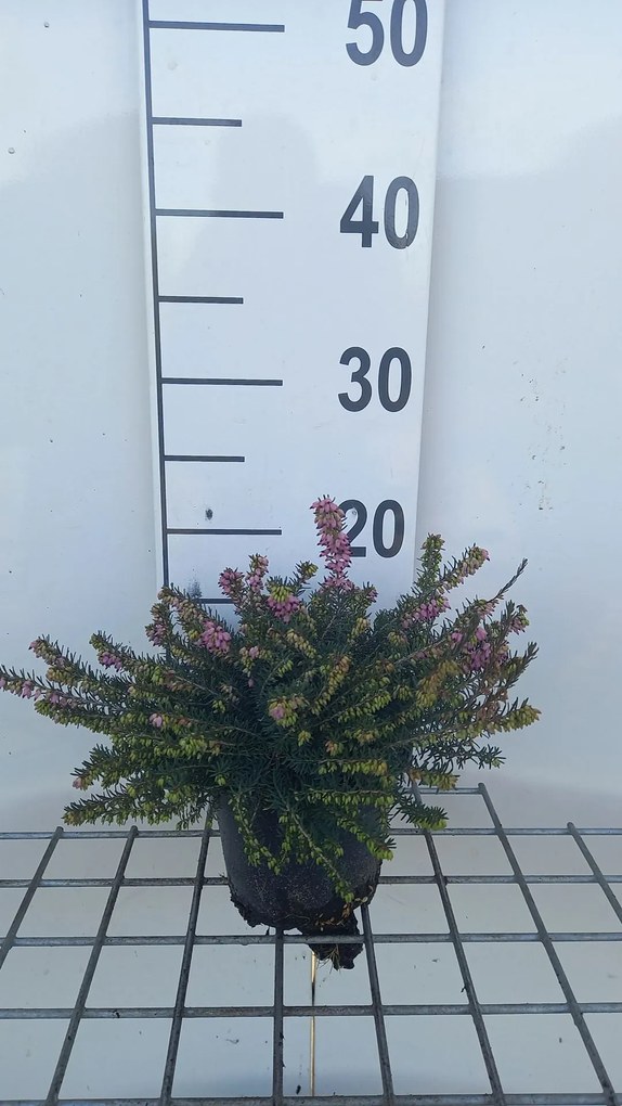 Erica x darleyensis 'Kramer's Rote' - pot 1,3L - 15-20 cm -