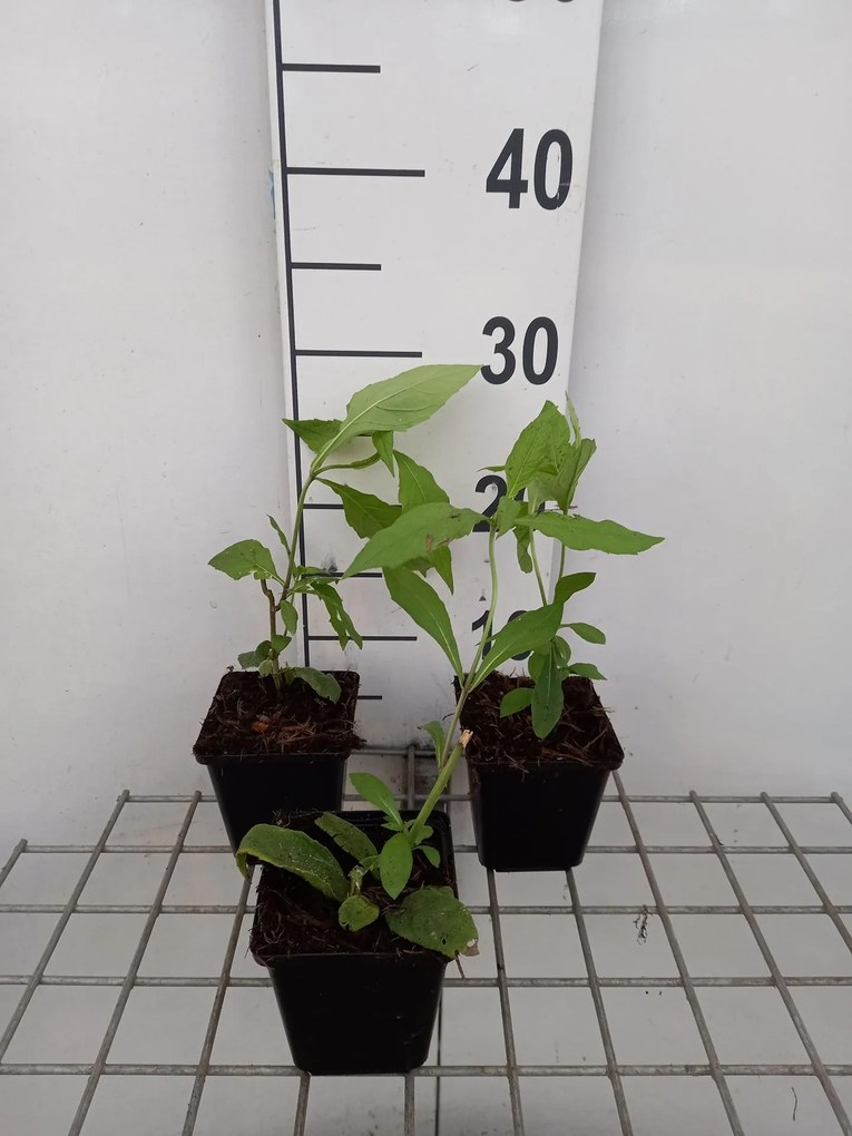 Verbesina alternifolia - pot 9x9 cm -
