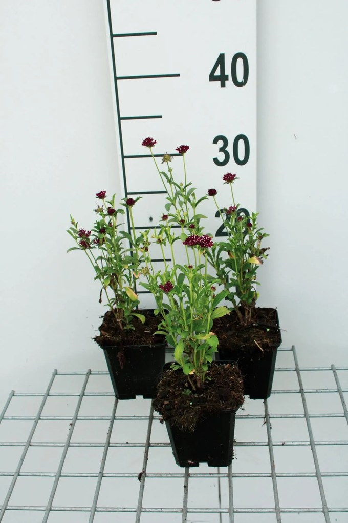 Scabiosa 'Chile Black' - pot 9x9 cm