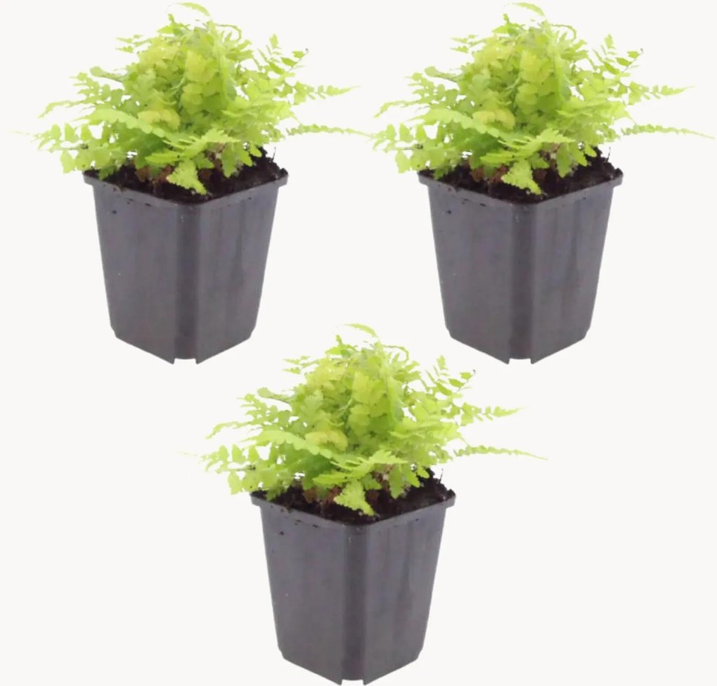 Planten Male Fern Dryopteris Filix-Mas, 3-delig