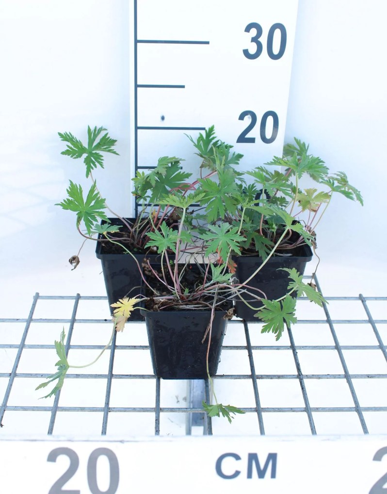 Geranium pratense - pot 9x9 cm -