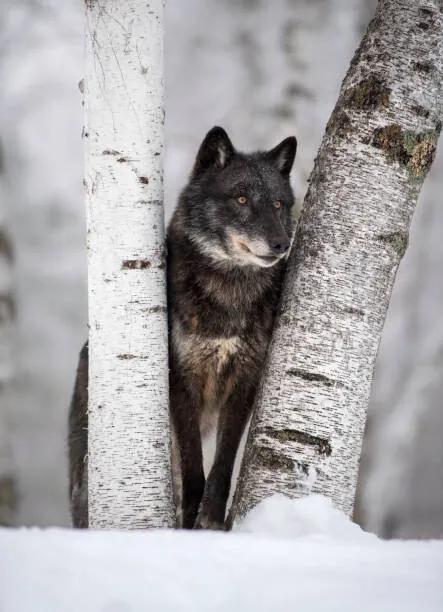 Kunstfotografie Wolf in the USA, Kathleen Reeder Wildlife Photography, (30 x 40 cm)