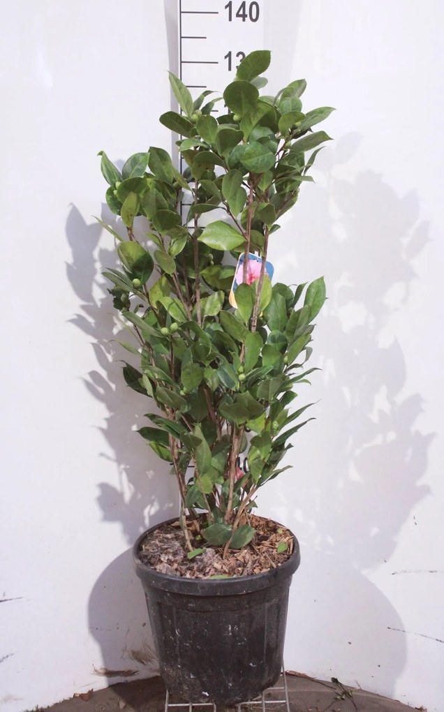 Camellia japonica roze - pot 15L - 80-100 cm