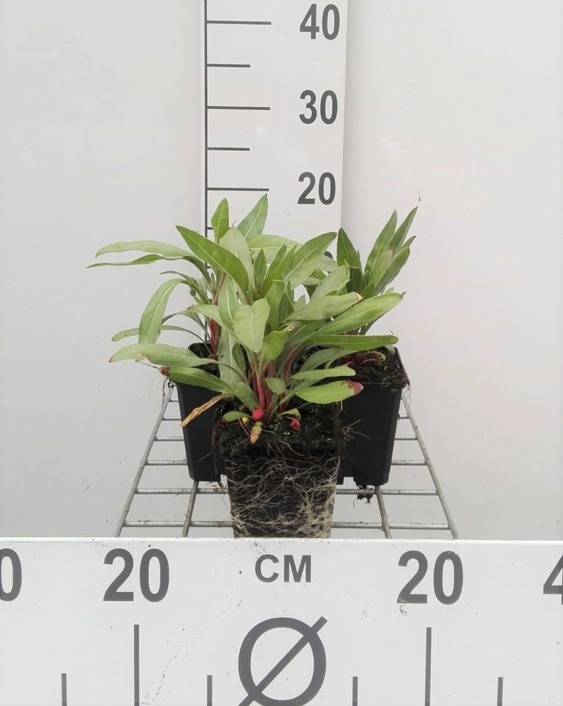 Oenothera macrocarpa - pot 9x9 cm -