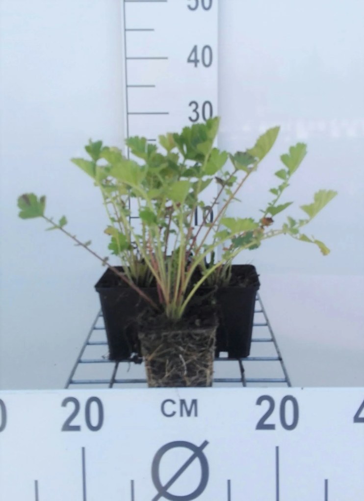 Geum chiloense 'Mrs Bradshaw' - pot 9x9 cm -
