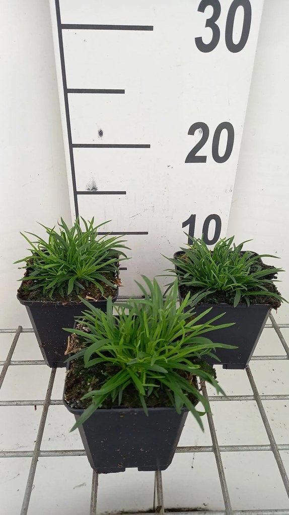 Lychnis alpina 'Rosea' - pot 9x9 cm -