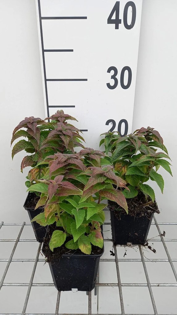 Monarda 'Acpetdel' (Petite Delight) - pot 9x9 cm