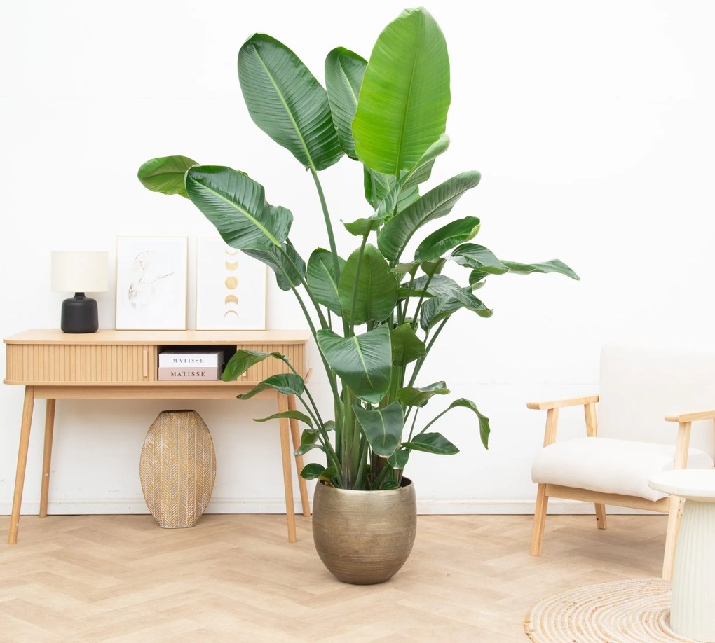 Strelitzia Nicolai XL - 225cm