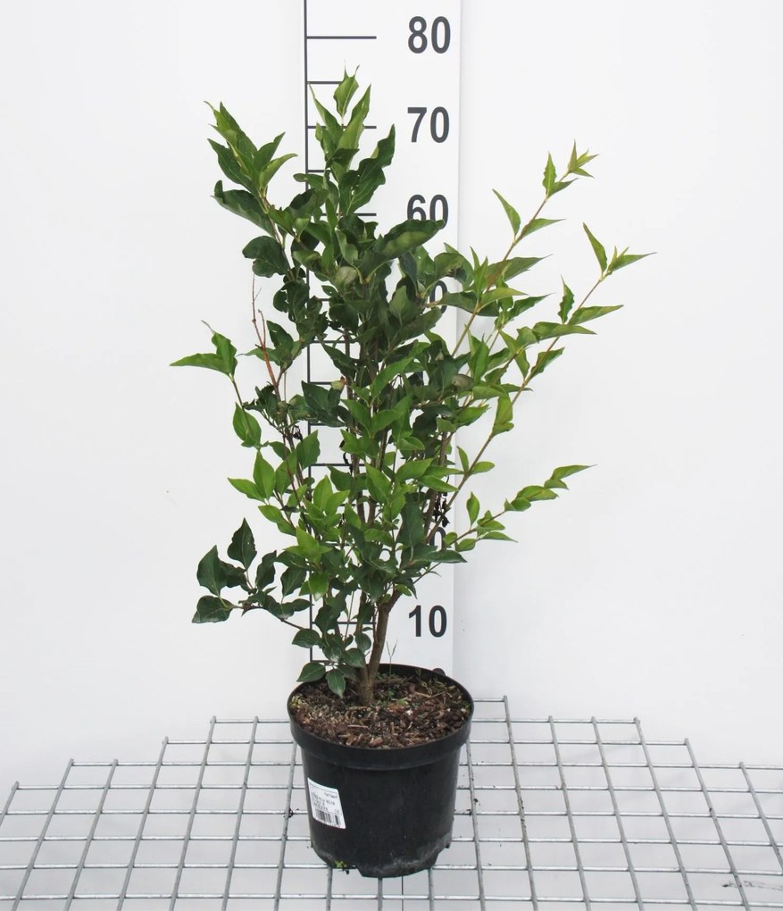 Syringa patula 'Miss Kim' - pot - 40-60 cm