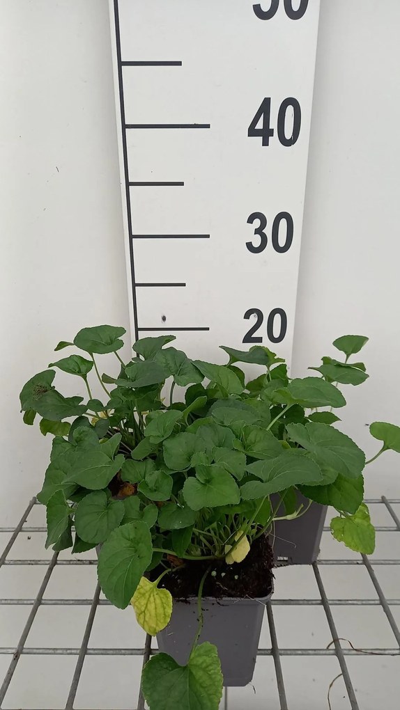 Viola 'Alba' - pot 9x9 cm
