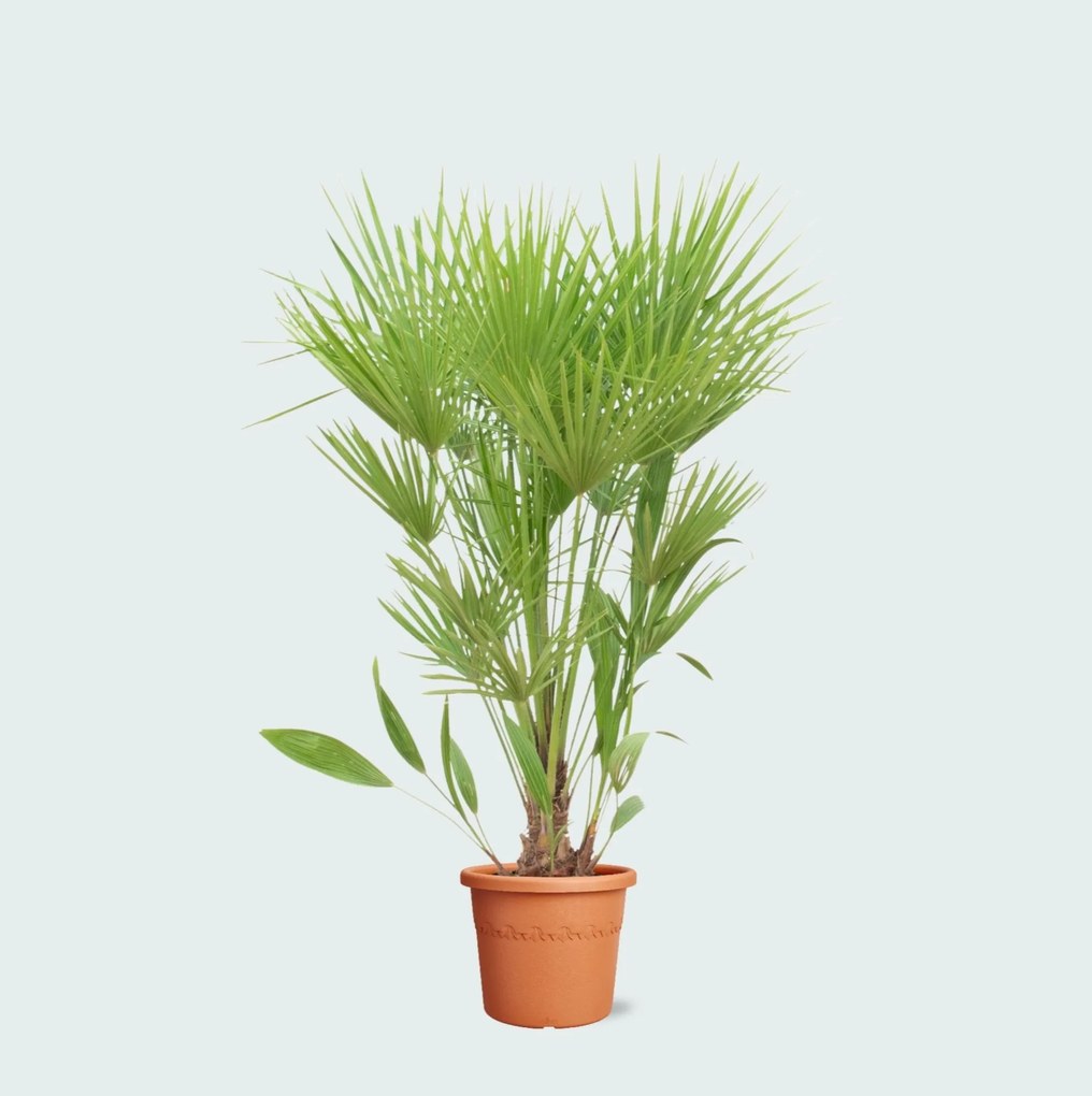Chamaerops humilis - 170cm