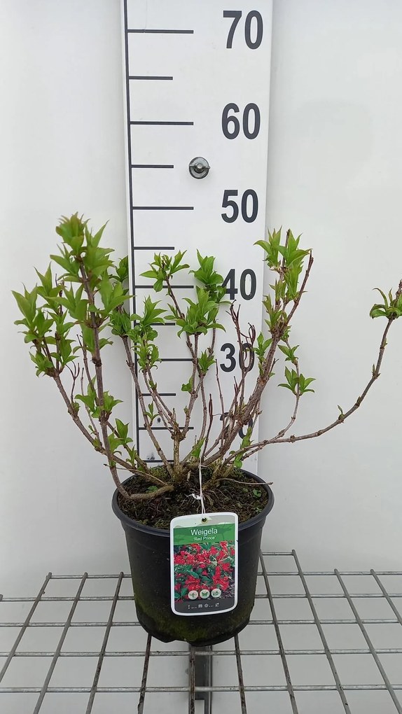Weigela 'Red Prince' - pot - 40-50 cm