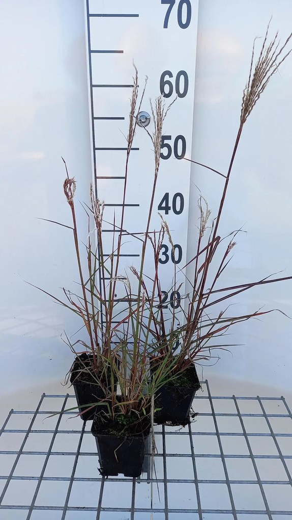 Miscanthus sinensis 'Aperitif' - pot 9x9 cm -