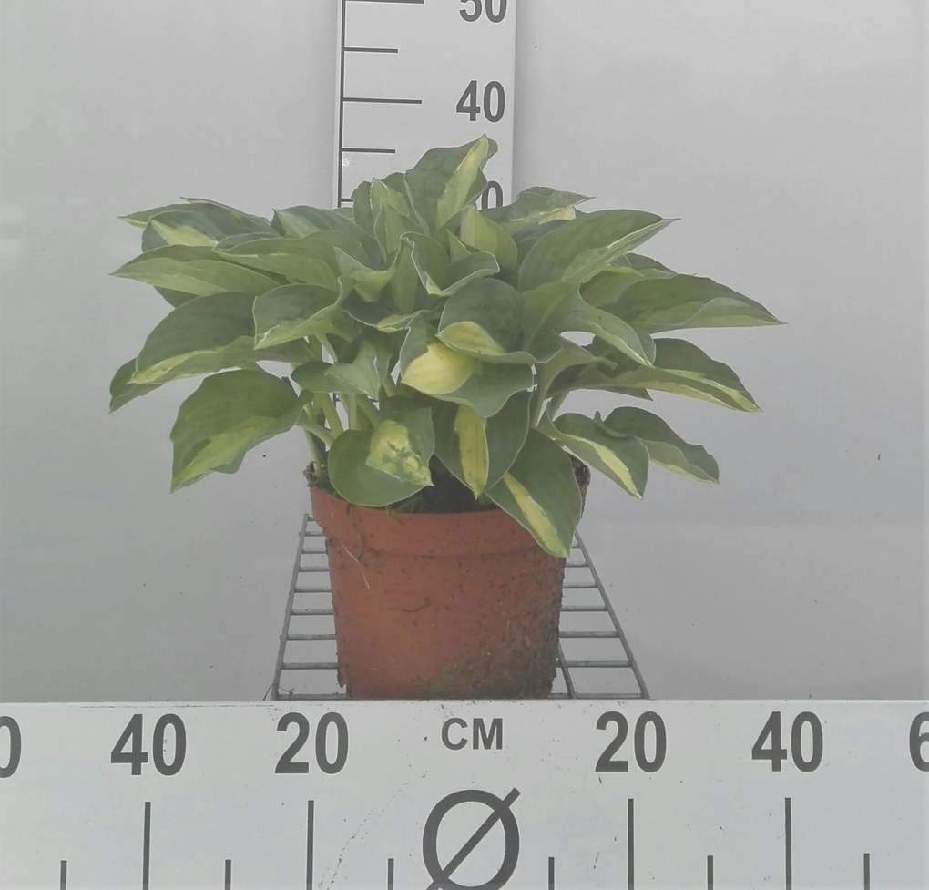 Hosta'Gypsy Rose'- pot 3L