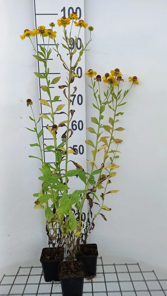 Helenium 'Goldrausch' - pot 9x9 cm