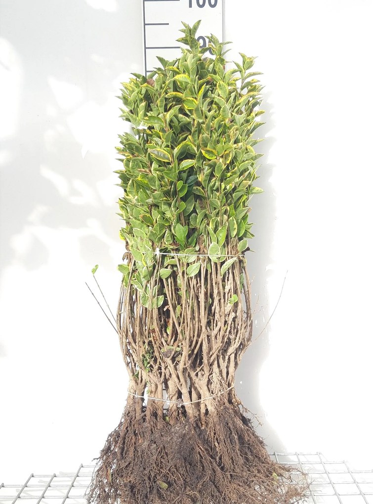Ligustrum ovalifolium 'Aureum' - blote wortel - 40-60 cm -