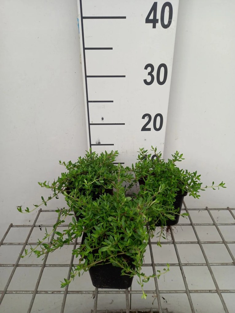 Thymus longicaulis - pot 9x9 cm
