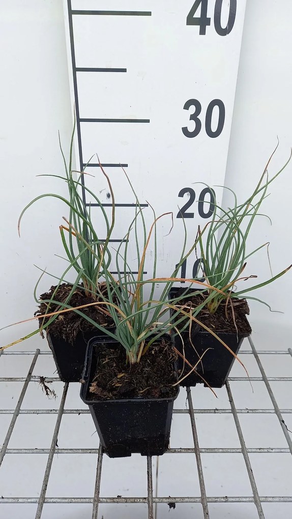 Asphodeline lutea - pot 9x9 cm