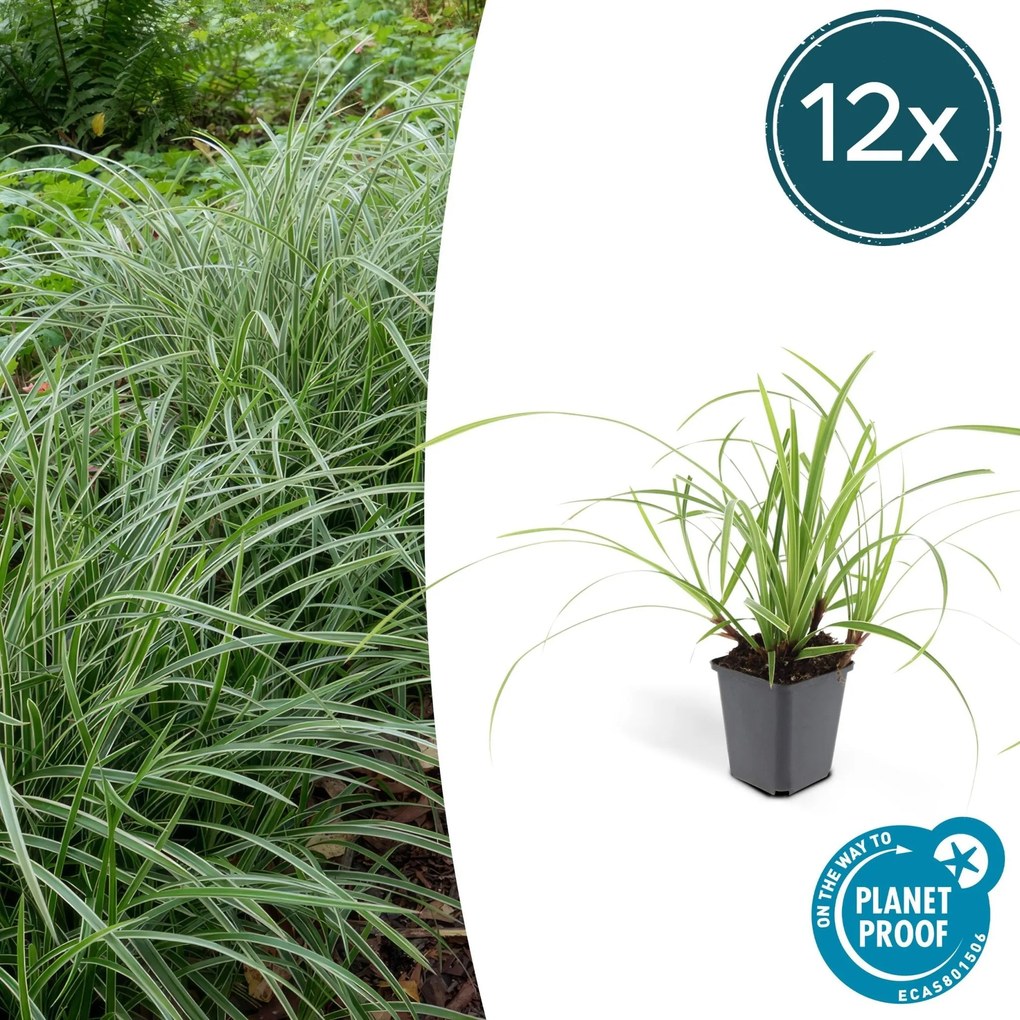 Carex morrowii 'Ice Dance' - 20cm