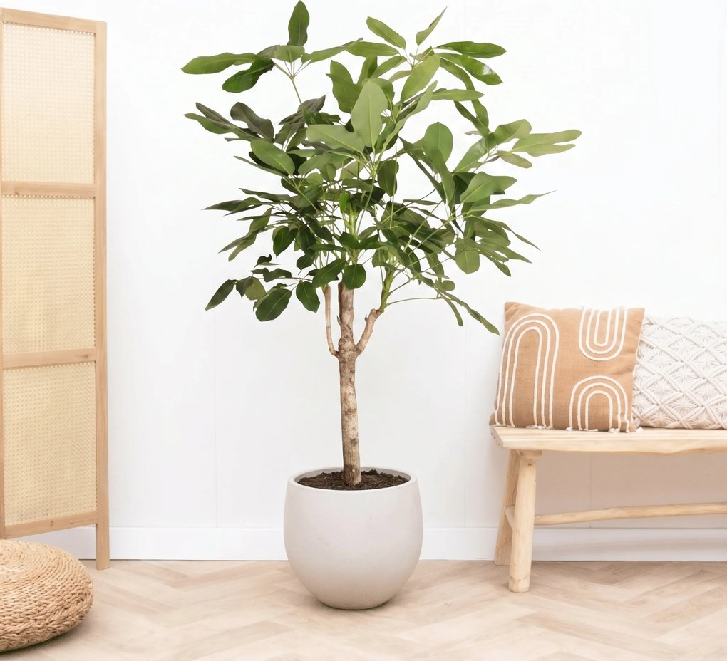 Schefflera Actinophylla Amate op stam - 160cm