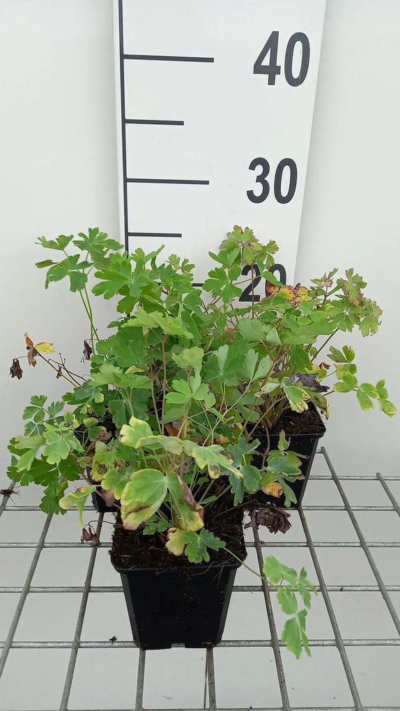Aquilegia McKana Hybrids - pot 9x9 cm