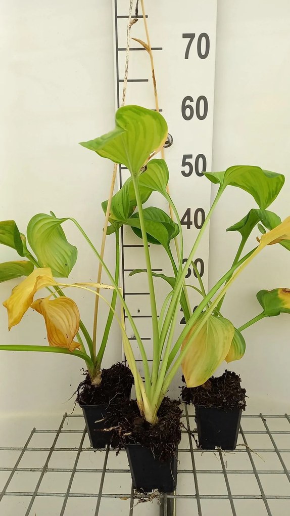 Hosta 'Guacamole' - pot 9x9 cm -