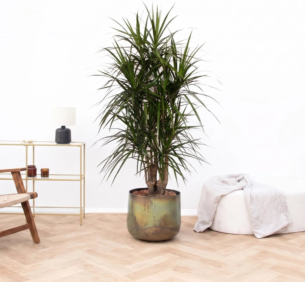 Dracaena Marginata vertakt - 160cm