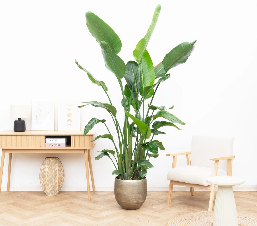 Strelitzia Nicolai 6 stek - 200cm