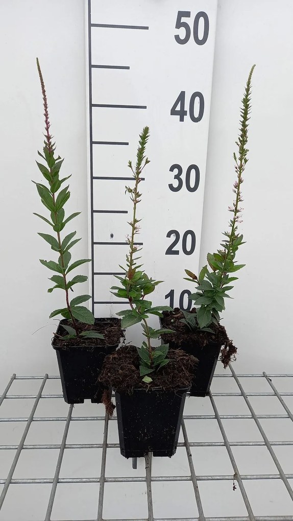 Veronicastrum virginicum 'Erika' - pot 9x9 cm -