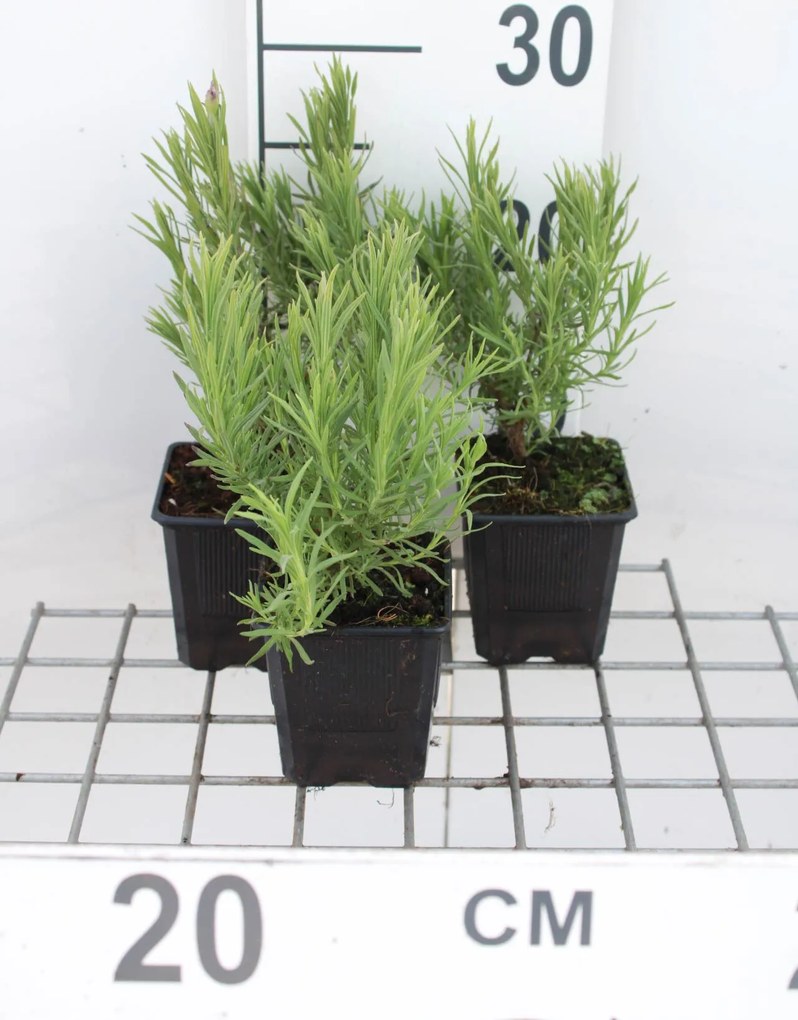 Lavandula pedunculata 'Papillon' - pot 9x9 cm (Kuiflavendel , Franse lavendel) -