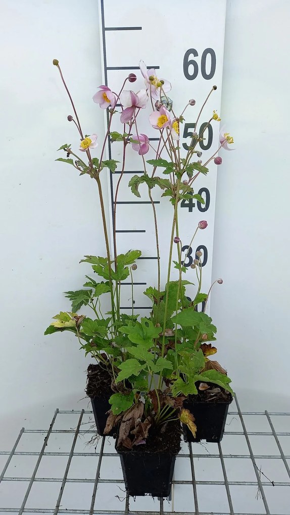 Anemone hupehensis 'Praecox' - pot 9x9 cm -