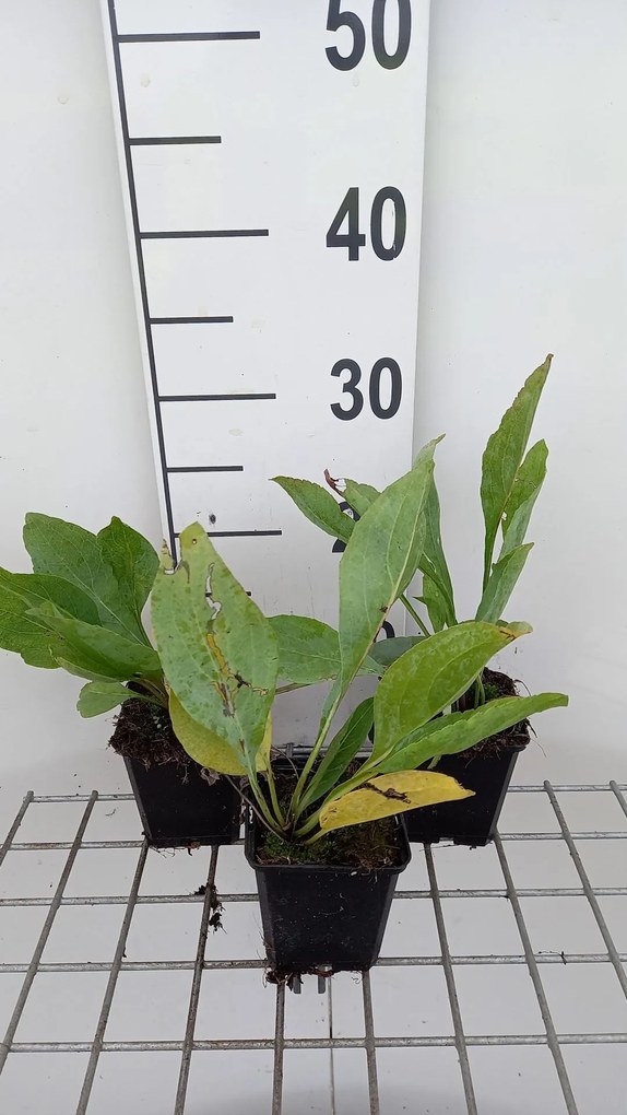 Rudbeckia maxima - pot 9x9 cm