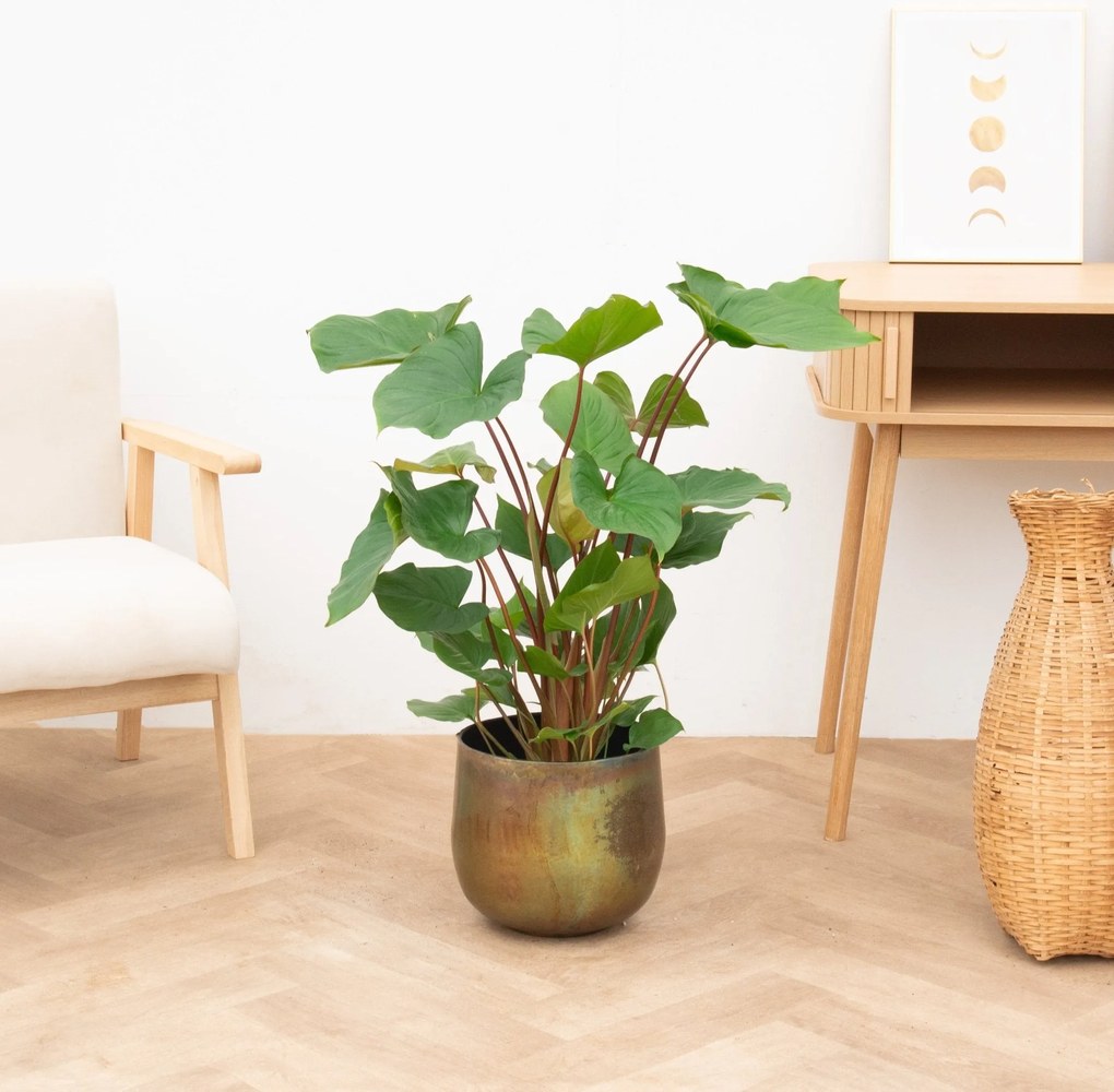 Homalomena Maggy - 60 cm